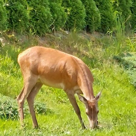 Domek Pod Holica Bieszczady Villa Ustrzyki Dolne Bagian luar foto