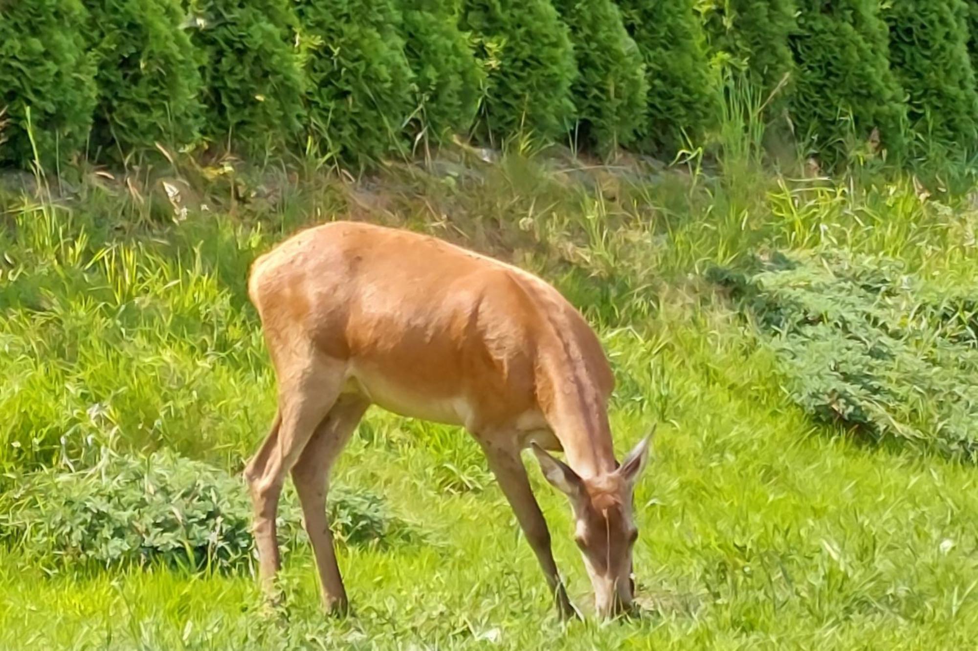 Domek Pod Holica Bieszczady Villa Ustrzyki Dolne Bagian luar foto